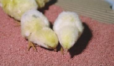 Nutrición del pollito inmediatamente después de la eclosión - Image 10
