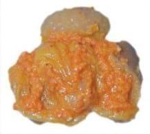 Nutrición del pollito inmediatamente después de la eclosión - Image 12
