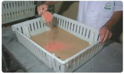 Nutrición del pollito inmediatamente después de la eclosión - Image 7