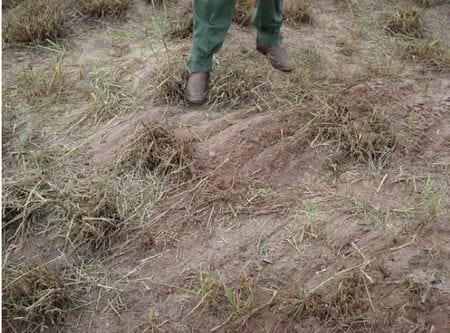 La henificación como herramienta para incrementar la eficiencia del uso de pasturas megatérmicas - Image 3