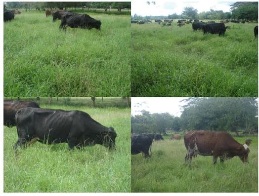 Experiencia con PRV en la ganadería La Belleza para la producción de leche y carne con ganado mestizo - Image 11