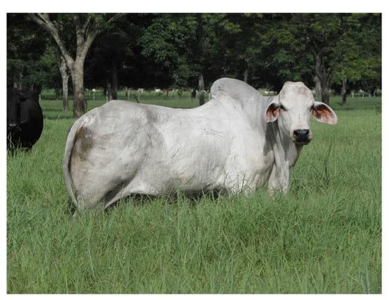 Experiencia con PRV en la ganadería La Belleza para la producción de leche y carne con ganado mestizo - Image 16