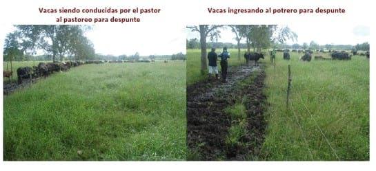 Experiencia con PRV en la ganadería La Belleza para la producción de leche y carne con ganado mestizo - Image 9