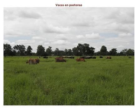 Experiencia con PRV en la ganadería La Belleza para la producción de leche y carne con ganado mestizo - Image 7