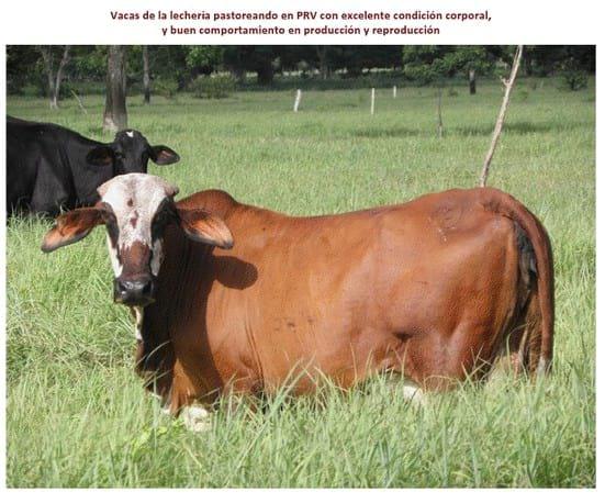 Experiencia con PRV en la ganadería La Belleza para la producción de leche y carne con ganado mestizo - Image 15