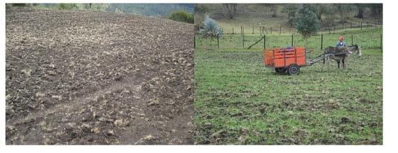 Experiencia con PRV en la ganadería Lindarhaja para producción de leche con ganado Holstein puro y su cruce con sueco rojo en el municipio de Guasca (Cundimarca, Colombia) - Image 7