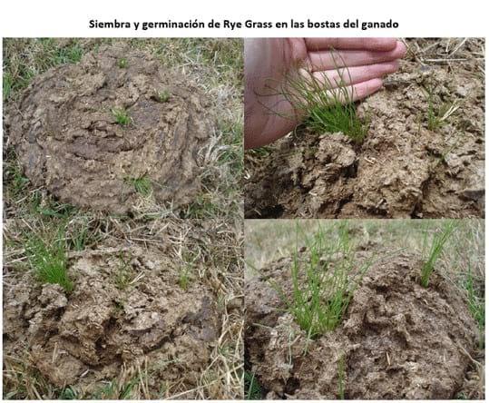 Experiencia con PRV en la ganadería Lindarhaja para producción de leche con ganado Holstein puro y su cruce con sueco rojo en el municipio de Guasca (Cundimarca, Colombia) - Image 23