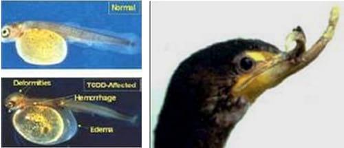 Grasas recicladas en la alimentación animal: Contaminación con Dioxinas y PCBs - Image 7