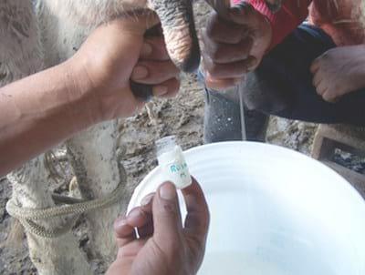 Deteccion de Residuos de una suspensión antibiótica comercial en base a Amoxicilina y Gentamicina (Amoxigentin®) en Leche vacuna - Image 1