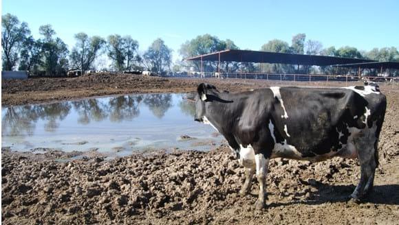 Gestión de la calidad de la leche - Image 4
