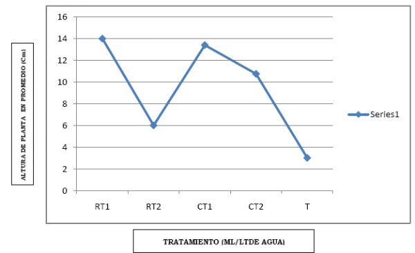 Eficacia de bioestimulante para inducir el Crecimiento y Desarrollo Radicular en Etapa de Vivero del Cultivo de Cacao bajo las condiciones del Valle Chancay (Perú) - Image 11