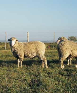 Alternativas tecnológicas para la mejora de la competitividad del rubro ovino: Avances de la investigación de INIA en la raza Merino Dohne - Image 3