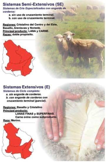 Alternativas tecnológicas para la mejora de la competitividad del rubro ovino: Avances de la investigación de INIA en la raza Merino Dohne - Image 2