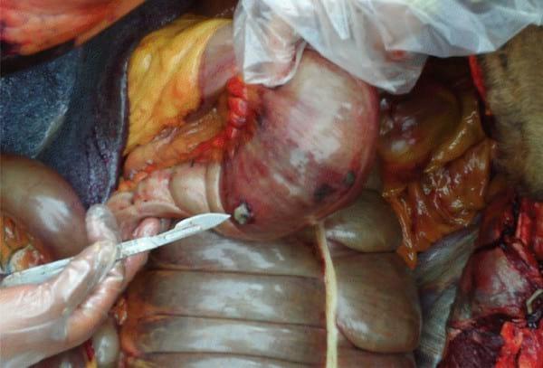 Enterolitos en Caballos - Image 2