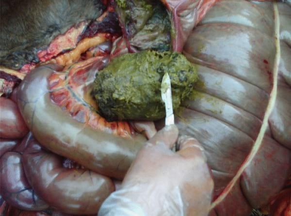 Enterolitos en Caballos - Image 3