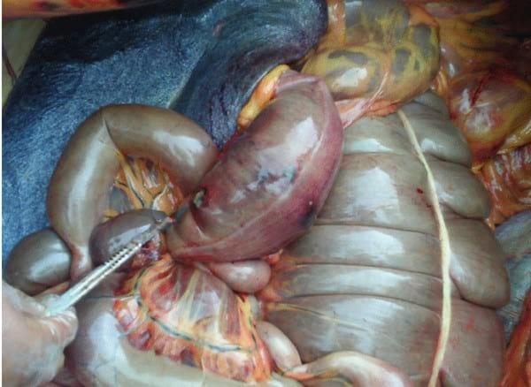 Enterolitos en Caballos - Image 1