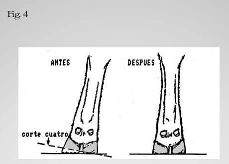 Pietín en la producción lechera - Image 16