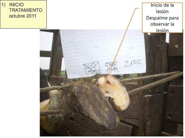 Pietín en la producción lechera - Image 3