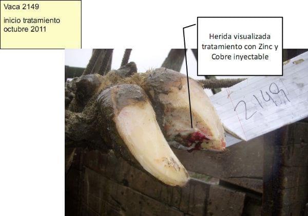 Pietín en la producción lechera - Image 6