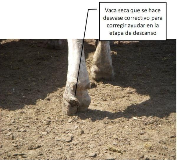 Pietín en la producción lechera - Image 11