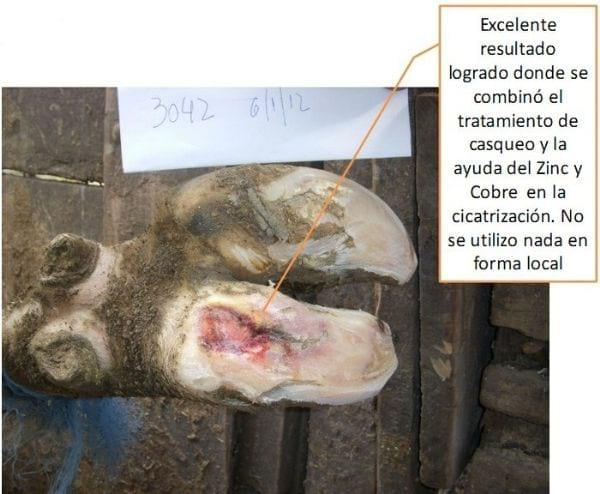 Pietín en la producción lechera - Image 10