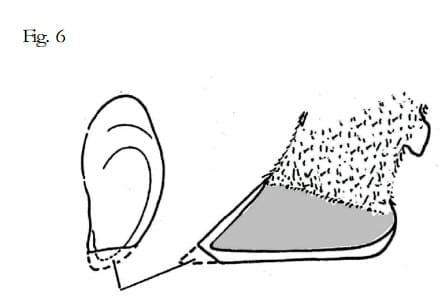 Pietín en la producción lechera - Image 18