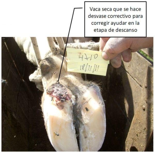 Pietín en la producción lechera - Image 13