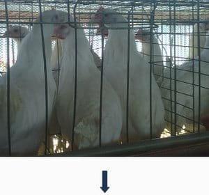 Muda forzada en Gallinas Productoras de Huevo para Plato (Pelecha) - Image 2