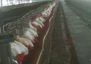 Muda forzada en Gallinas Productoras de Huevo para Plato (Pelecha) - Image 1