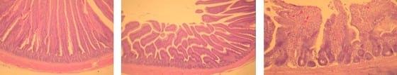 Evaluación del efecto del Bio-Mos® sobre los parámetros zootécnicos, microbiológicos, patológicos e histológicos en pollos de engorde frente a Salmonella enteritidis. - Image 3