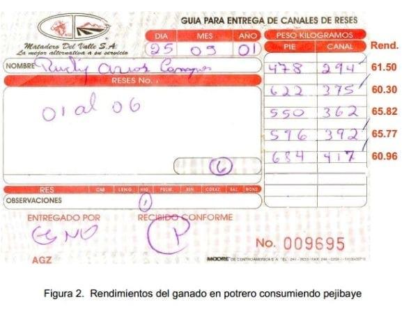 Experiencias con ganado estabulado utilizando pejibaye (Bactris gasipaes) y frutas tropicales en Costa Rica. - Image 7