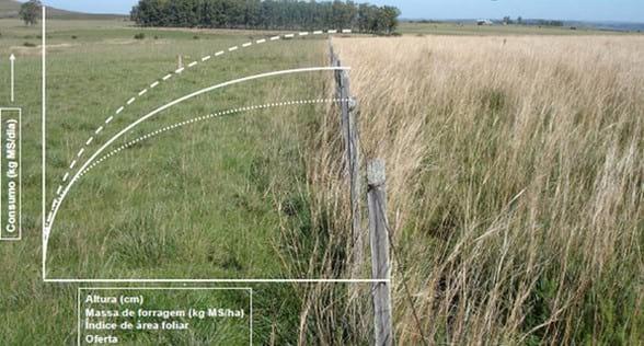 Los forrajes y la alimentación para intensificar la produccion de carne del norte argentino - Image 4