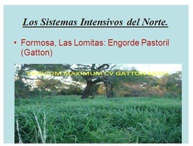 Los forrajes y la alimentación para intensificar la produccion de carne del norte argentino - Image 20