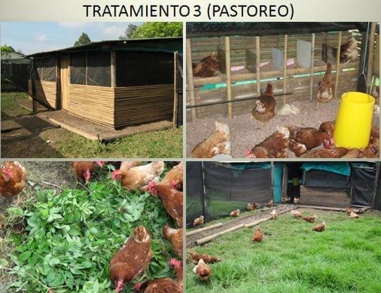 Evaluación de Tres sistemas de Alojamiento en la Producción y Calidad del Huevo de gallinas - Image 4