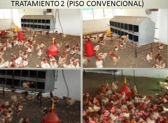 Evaluación de Tres sistemas de Alojamiento en la Producción y Calidad del Huevo de gallinas - Image 3