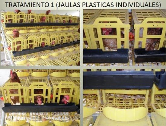 Evaluación de Tres sistemas de Alojamiento en la Producción y Calidad del Huevo de gallinas - Image 2