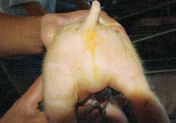 Colibacilosis porcina neonatal - Image 3