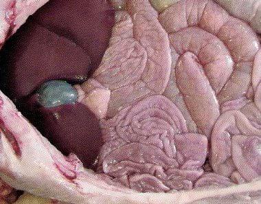 Colibacilosis porcina neonatal - Image 5