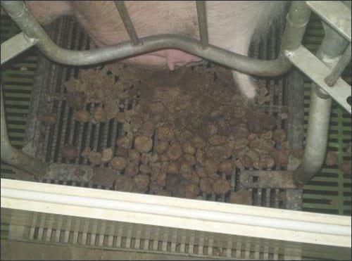 Colibacilosis porcina neonatal - Image 7