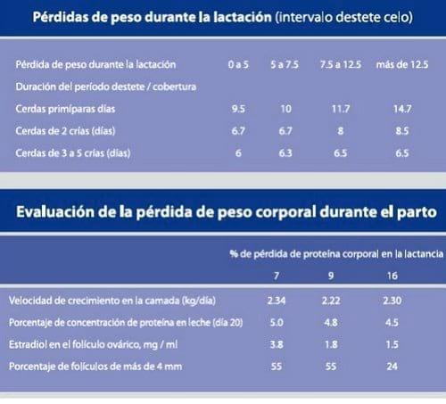 Influencia de la alimentación en la productividad de la cerda - Image 2