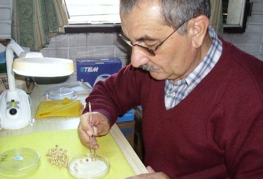 Resultados de Análisis de semilla de Avena Byzantina (ZAFRA 09/10 y 10/11) - Image 3