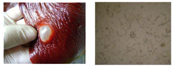 Relevamiento Zootécnico de las explotaciones porcinas en zonas de brotes por Trichinellosis en el Departamento de Maipú, Mendoza - Image 2