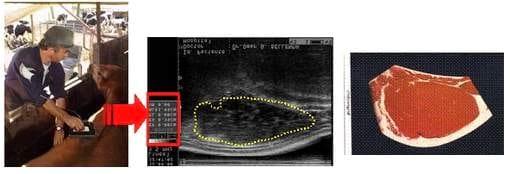 La ecografía en la calificación carnicera del vacuno vivo - Image 1