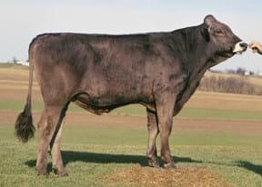 ¿Cómo elegir que Toros usar? Primera Parte - Image 1