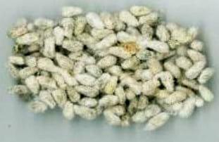 Extrusión de Semilla de Algodón – Fuente de aminoácidos y vitaminas - Image 1