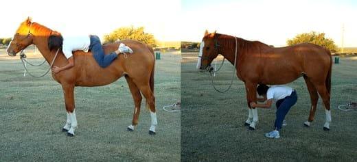 Recuperación de caballos maltratados, ¿es posible? - Image 2