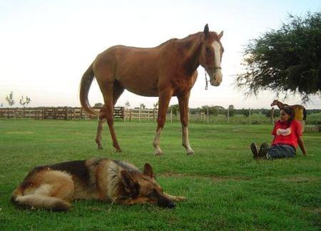 Recuperación de caballos maltratados, ¿es posible? - Image 3