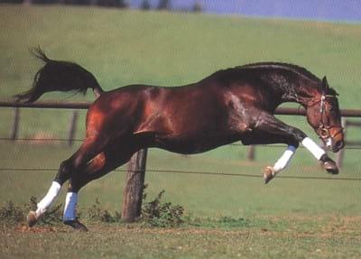 La importancia de las normas a tener en cuenta en el manejo del caballo - Image 1