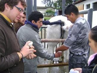 Cateterizacion de la vejiga de una yegua - Image 3