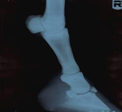Fractura Proceso Extensor de la tercera falange en equinos - Image 2